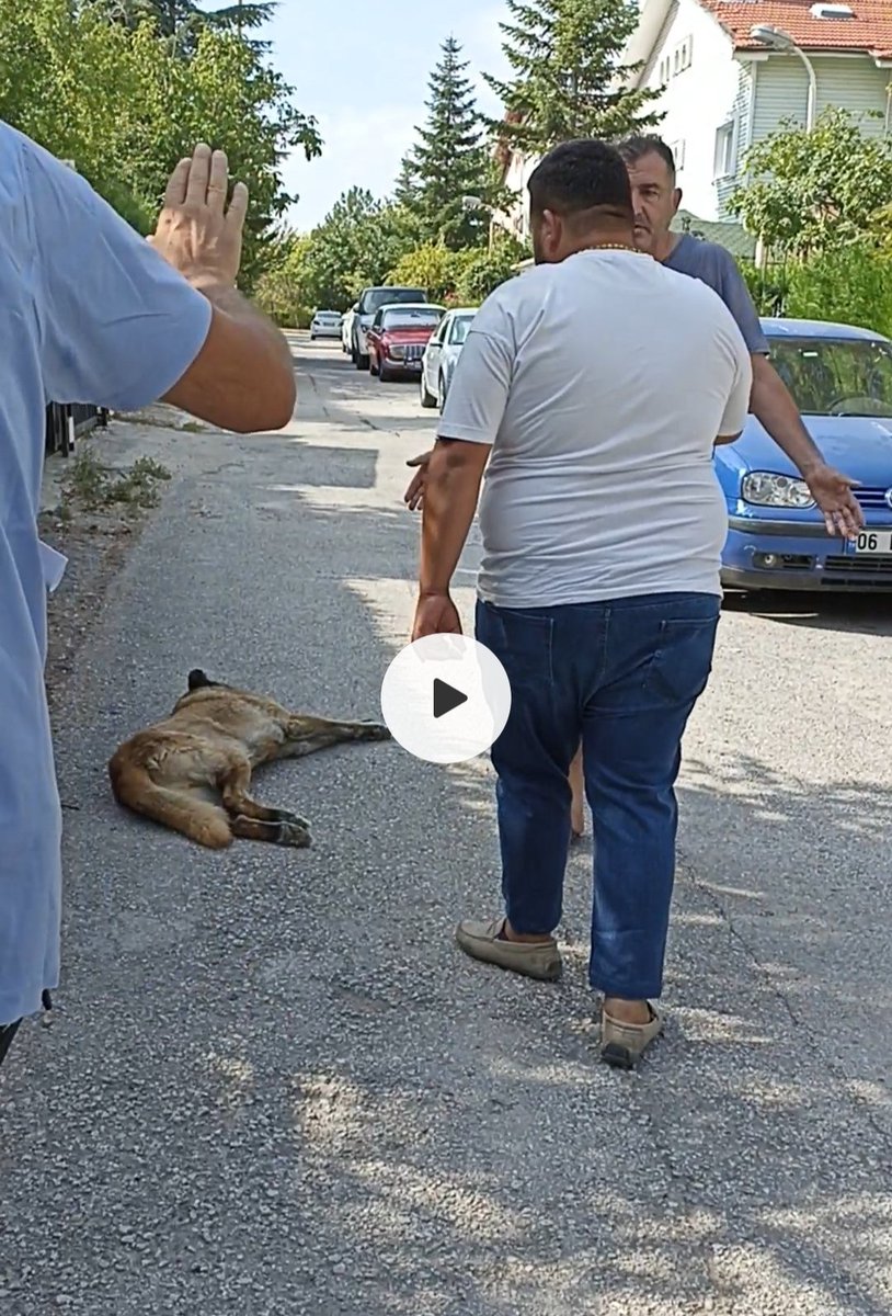3 araç 2 vet hek. 10 işçiyle toplamaya gelen @GolbasBld  5199'un 4/r ve 21/f bendine aykırı davranarak küpesi düşen ama izi olan kısır yaşlı hayvana anestezi atışı yapılınca şikayetçi olduk. @GolbasBld şikayetçilerle bir olup şikayetçileri savunması için avukat gönderdi. 👏