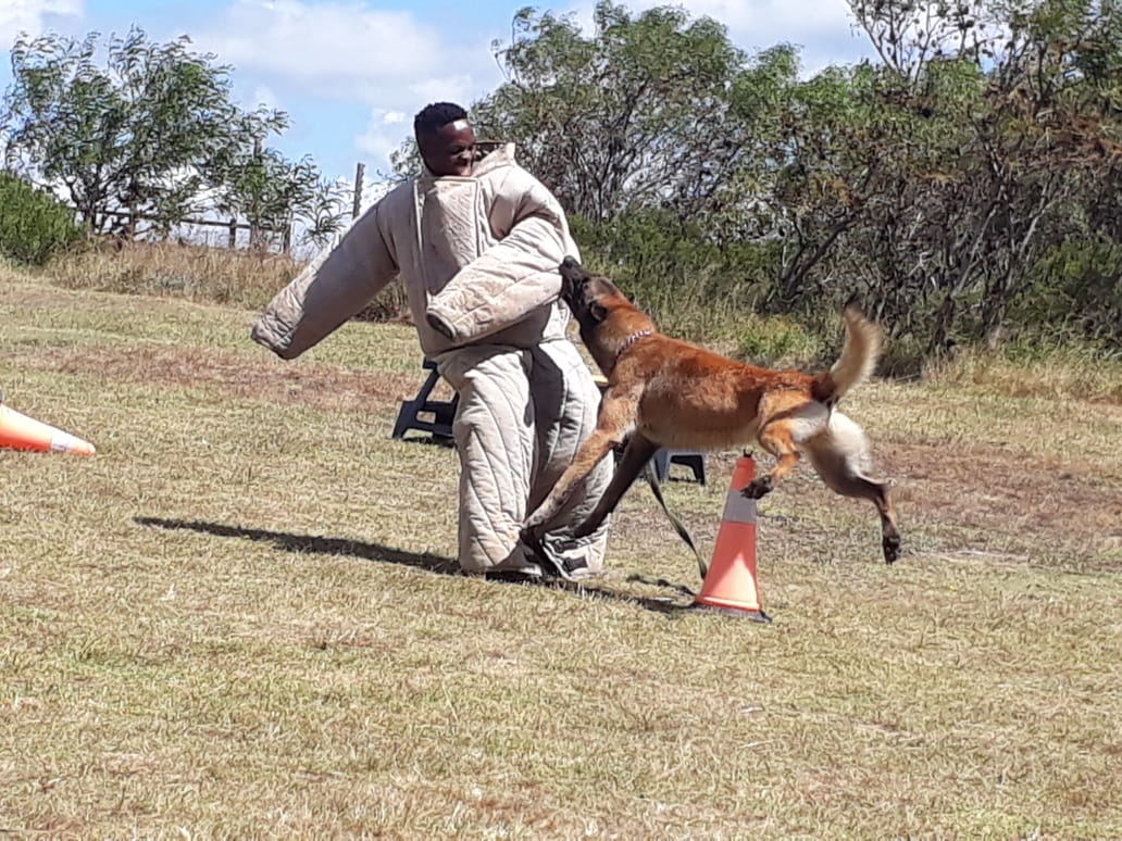Schutzhunde K9 is a PSIRA accredited security provider and will at the Melkfees doing demos!
With a PAPA license, they are the only legally allowed dog service in the Kouga region, EC. The Melkfees on 23 + 24 Sept, Ferry Hotel, Gamtoos. <a href="/MilkMpo/">MPO - Milk Producers' Organisation</a>