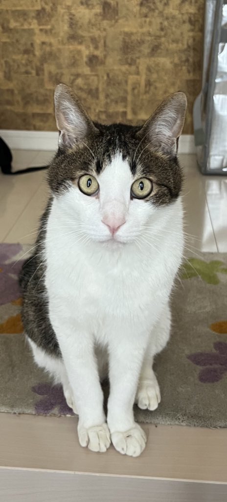 おもしろい猫のtwitterイラスト検索結果