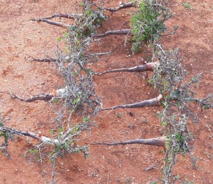 SNRDA2019's tweet photo. The police of Galmudug state arrested a car carrying a Commiphora shrub in the south of Galkacayo.
The destruction of this shrub in recent years has been going on rapidly in Somaliland &amp; Puntland states in Somalia.
✋✂️ 🌳 
@JustAwHirsi
@gabowduale
@HodderClimate 
@sayidwarsameA https://t.co/LWh9P7hiaa