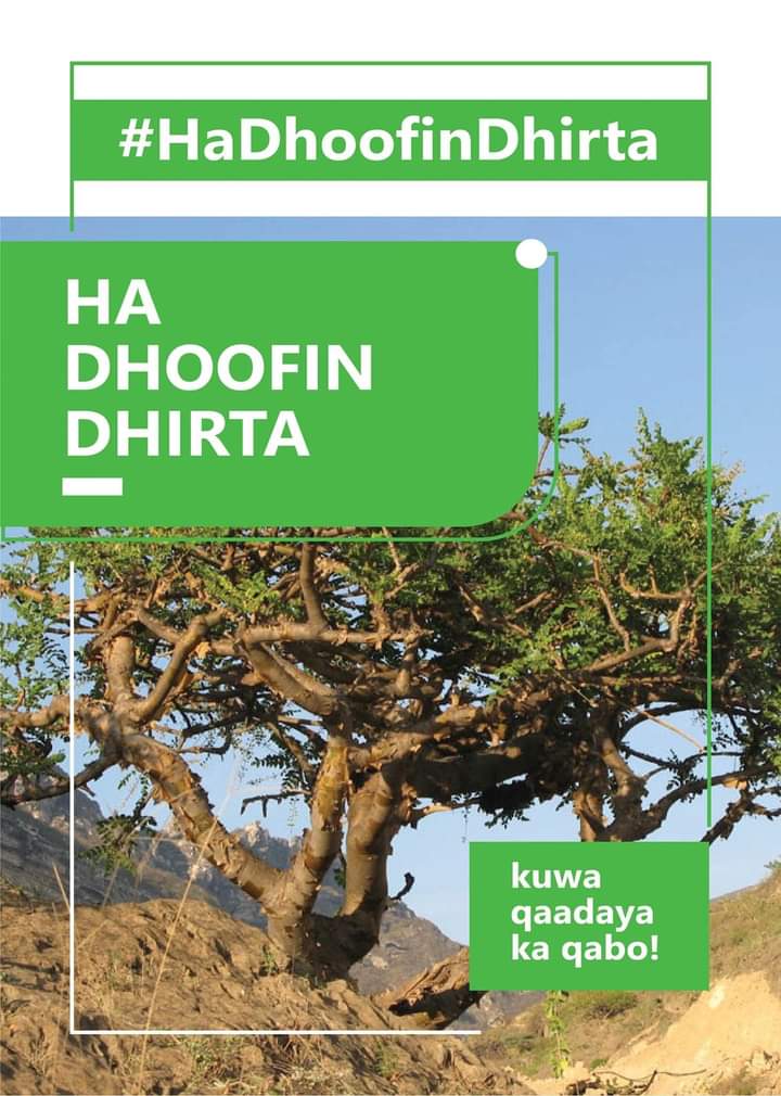 SNRDA2019's tweet photo. The police of Galmudug state arrested a car carrying a Commiphora shrub in the south of Galkacayo.
The destruction of this shrub in recent years has been going on rapidly in Somaliland &amp; Puntland states in Somalia.
✋✂️ 🌳 
@JustAwHirsi
@gabowduale
@HodderClimate 
@sayidwarsameA https://t.co/LWh9P7hiaa
