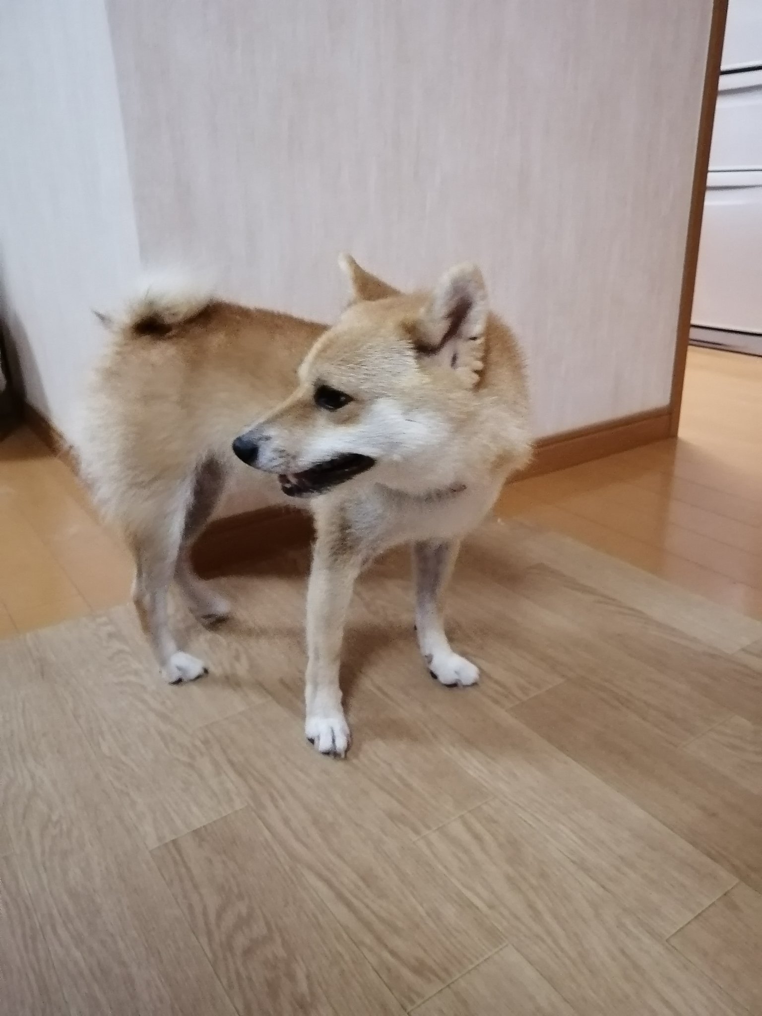 回る犬 Twitter Search Twitter