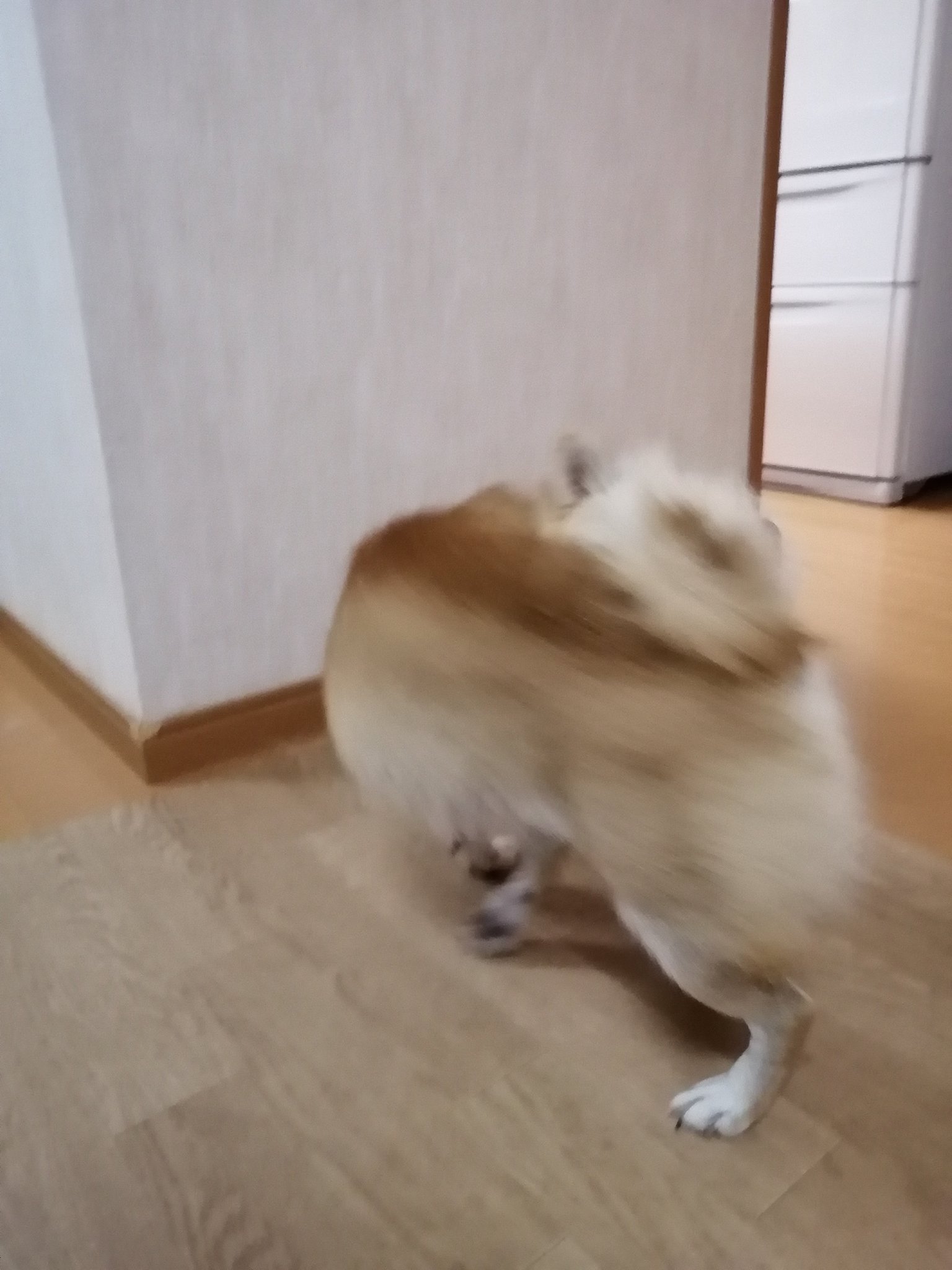 回る犬 Twitter Search Twitter