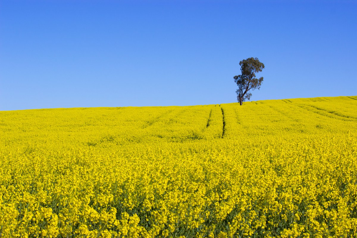heidi_walkden's tweet photo. A great road trip to rural New South Wales, Australia, to visit the canola fields yesterday! 🌼☀️🇦🇺

#NewSouthWales #NSW #ThePhotoHour #StormHour https://t.co/tucFFEE5mn