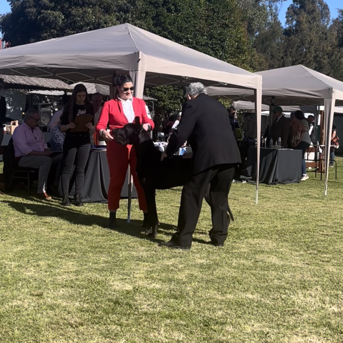 AnaSofiaTarde's tweet image. Ayer alcanzamos nuestra última meta nacional: 
Alphard Black De Alta Cruz Dane se consagró Gran Campeón Uruguayo a sus cuatro años de edad!!!! 🇺🇾
🥇Joven Campeón Uruguayo
🥇Campeón Uruguayo 
🥇Gran Campeón Uruguayo  
#Greatdanes 
#Grandanés
#Pedigreedogs
#Dogshow