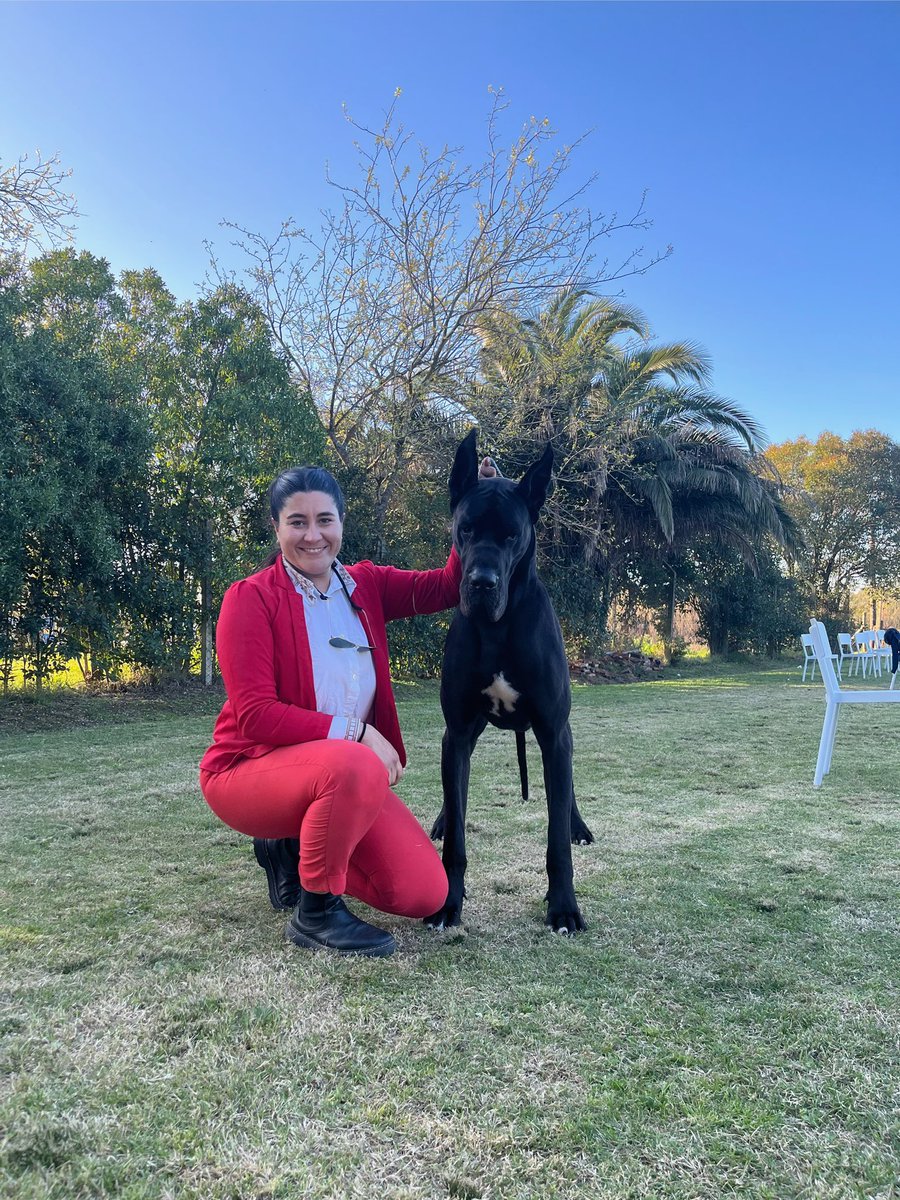 AnaSofiaTarde's tweet image. Ayer alcanzamos nuestra última meta nacional: 
Alphard Black De Alta Cruz Dane se consagró Gran Campeón Uruguayo a sus cuatro años de edad!!!! 🇺🇾
🥇Joven Campeón Uruguayo
🥇Campeón Uruguayo 
🥇Gran Campeón Uruguayo  
#Greatdanes 
#Grandanés
#Pedigreedogs
#Dogshow
