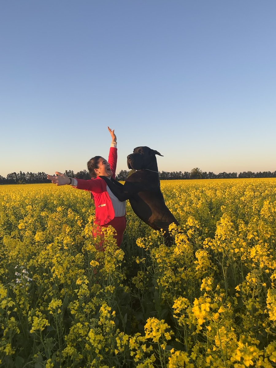 AnaSofiaTarde's tweet image. Ayer alcanzamos nuestra última meta nacional: 
Alphard Black De Alta Cruz Dane se consagró Gran Campeón Uruguayo a sus cuatro años de edad!!!! 🇺🇾
🥇Joven Campeón Uruguayo
🥇Campeón Uruguayo 
🥇Gran Campeón Uruguayo  
#Greatdanes 
#Grandanés
#Pedigreedogs
#Dogshow