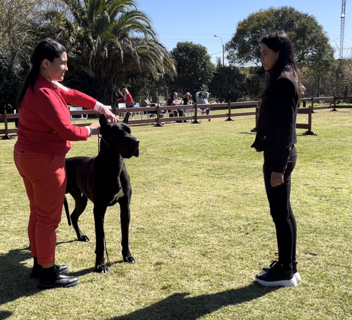 AnaSofiaTarde's tweet image. Ayer alcanzamos nuestra última meta nacional: 
Alphard Black De Alta Cruz Dane se consagró Gran Campeón Uruguayo a sus cuatro años de edad!!!! 🇺🇾
🥇Joven Campeón Uruguayo
🥇Campeón Uruguayo 
🥇Gran Campeón Uruguayo  
#Greatdanes 
#Grandanés
#Pedigreedogs
#Dogshow