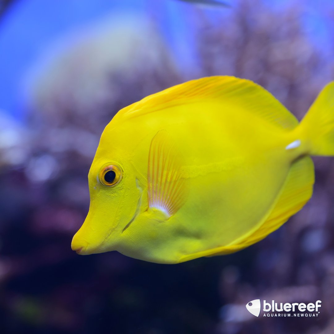 BlueReefNewquay's tweet image. Let's have a little bit of brightness to start our Monday! 💛 The yellow tang is a saltwater fish species of the family Acanthuridae. The yellow tang spawn around a full moon. Did you know that their average litter size is 40,000 eggs? 🌊 
 #bluereefaquariumnewquay #yellowtang
