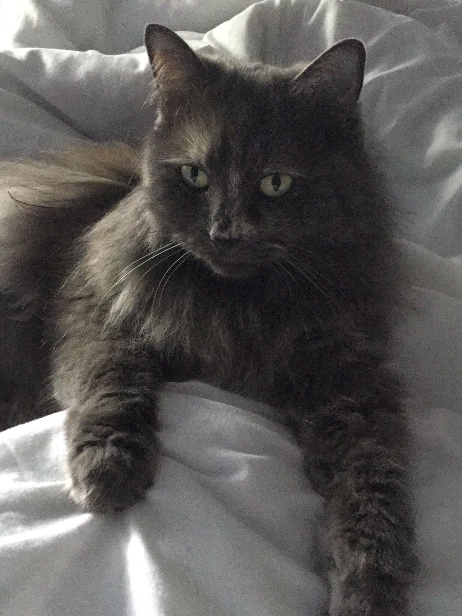 Tracey mollett tweet media