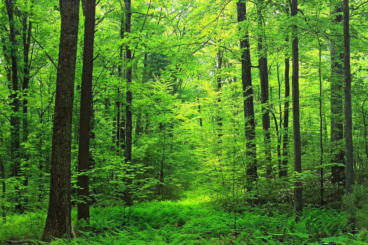 Feeling stressed? Soothe your anxious #amygdala by taking a stroll in #nature! A just 1-hour walk in nature reduces stress-related #brain activity, study finds - forest, here we come!🤗🧠🌳nature.com/articles/s4138… mpib-berlin.mpg.de/press-releases… <a href="/SSudimac/">Sonja Sudimac</a> <a href="/VeraSale5/">Vera Sale</a> <a href="/KuehnSim/">Simone Kühn</a> <a href="/mpib_berlin/">Max Planck Institute for Human Development</a>