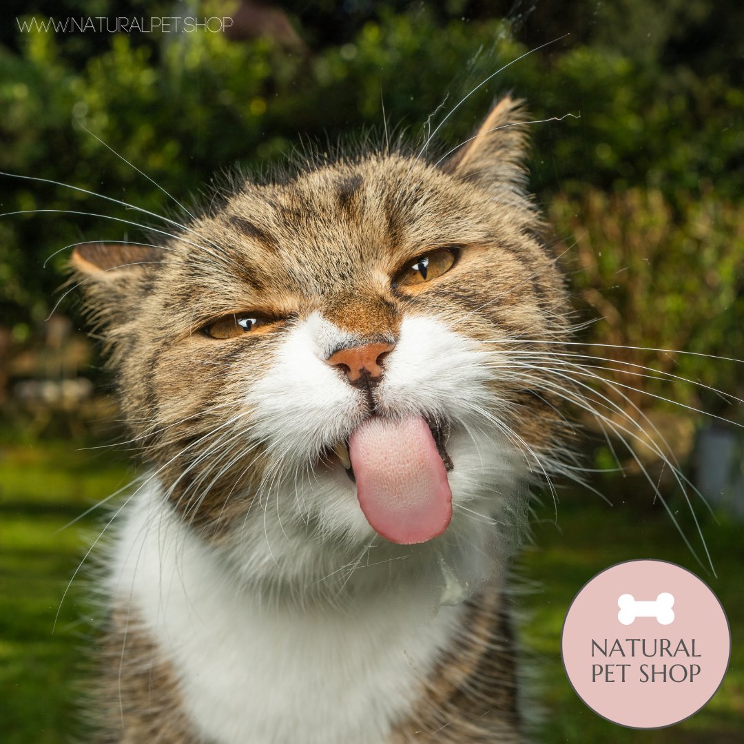 NaturalPet_Shop's tweet photo. That Monday feeling ๐ฌ
#naturalpetshop #meme #mondays #catsuk #petsuk #grumpycat #catmum #kitty #pet #dogs #cute #pets #cat #cats #naturaltreats #naturalpetsupplies #shopsmallbusinesses #smallbusiness #supportsmallbusnesses #kitten #merseyside https://t.co/8JnIg8MZBT