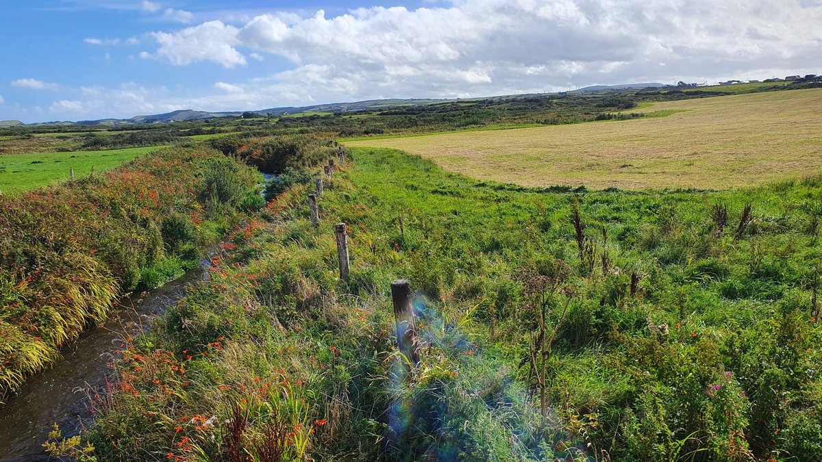 rayofoghlu's tweet image. Simple and practical thing to do for nature and water quality.

Permanent exclusion area by stream, plus a few metres of a buffer strip, unfertlised and cut once late in the year.
