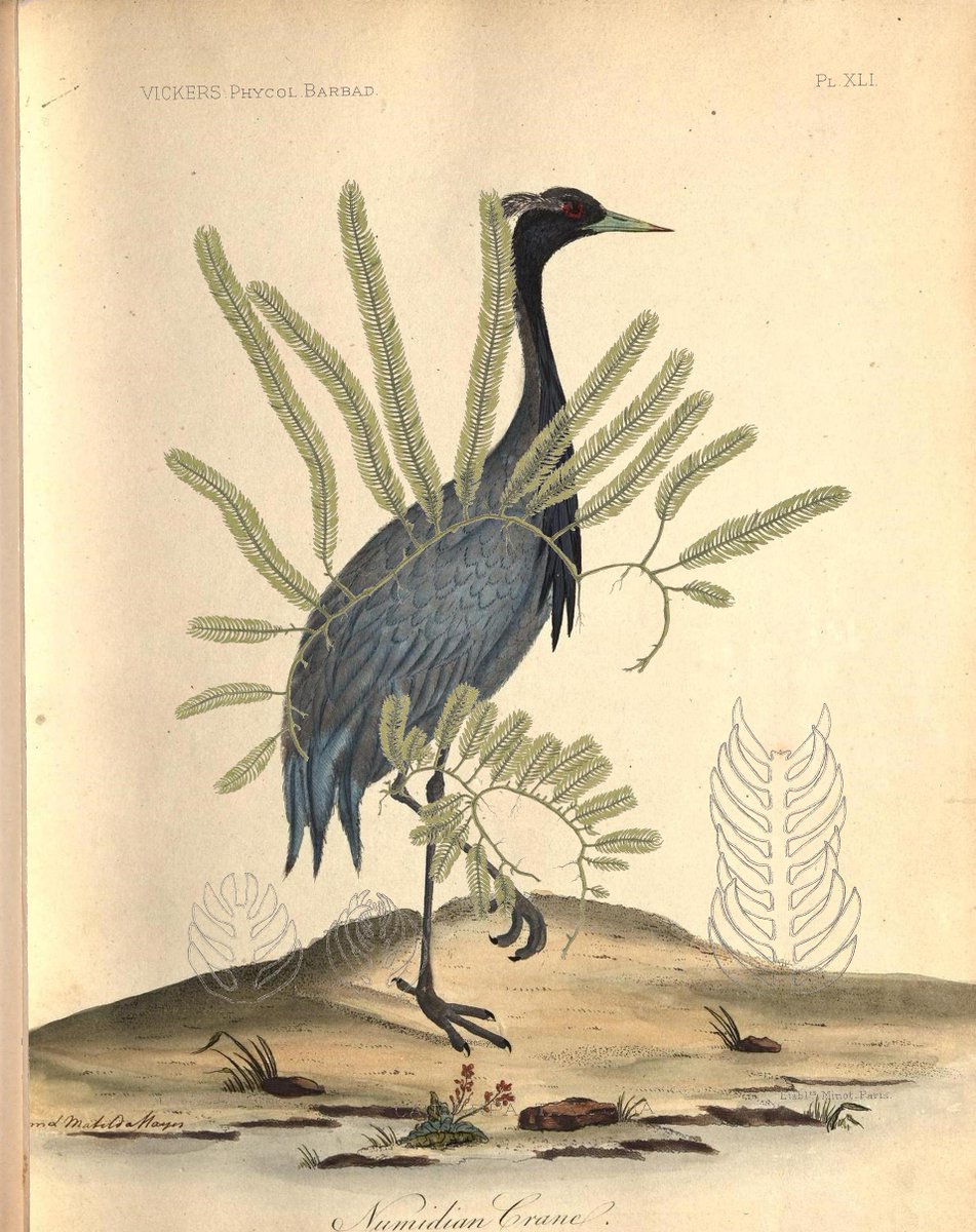PDCutup's tweet photo. Phycologia barbadensisParis :Librairi..
https://t.co/1wxo0GLuEq
Portraits of rare and curious birds, ..
https://t.co/xw7NMcgXv7 https://t.co/AEnBmqKKhk