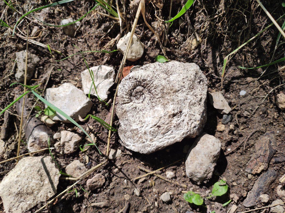 MarkusBhler10's tweet photo. I am literally walking over ancient seafloor. The area of the #Lochen on the Swabian Alps is especially famous for its highly abundant sponge fossils. Small conical sponges are sometimes fully preserved, the larger ones usually fragmented. https://t.co/1Zhzy7ruce