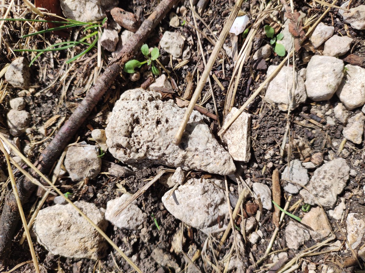 MarkusBhler10's tweet photo. I am literally walking over ancient seafloor. The area of the #Lochen on the Swabian Alps is especially famous for its highly abundant sponge fossils. Small conical sponges are sometimes fully preserved, the larger ones usually fragmented. https://t.co/1Zhzy7ruce