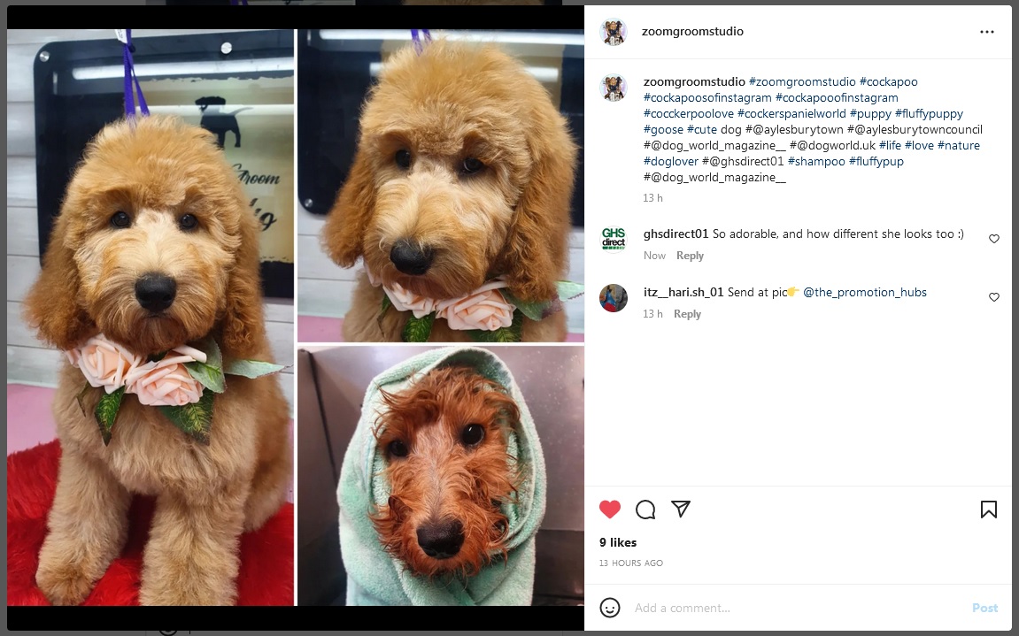GHSdirect's tweet photo. #cockapoo #cocckerpoolove #cockerspanielworld #puppy #fluffypuppy #cute dog #doglover @GHSdirect #fluffypup #dogshampoo #animalshampoo ALL #crueltyfree #vegan and #biodegradable https://t.co/nZhYZRi2lo Lovely groom, lovely results ... https://t.co/i7gPFRQVAc
