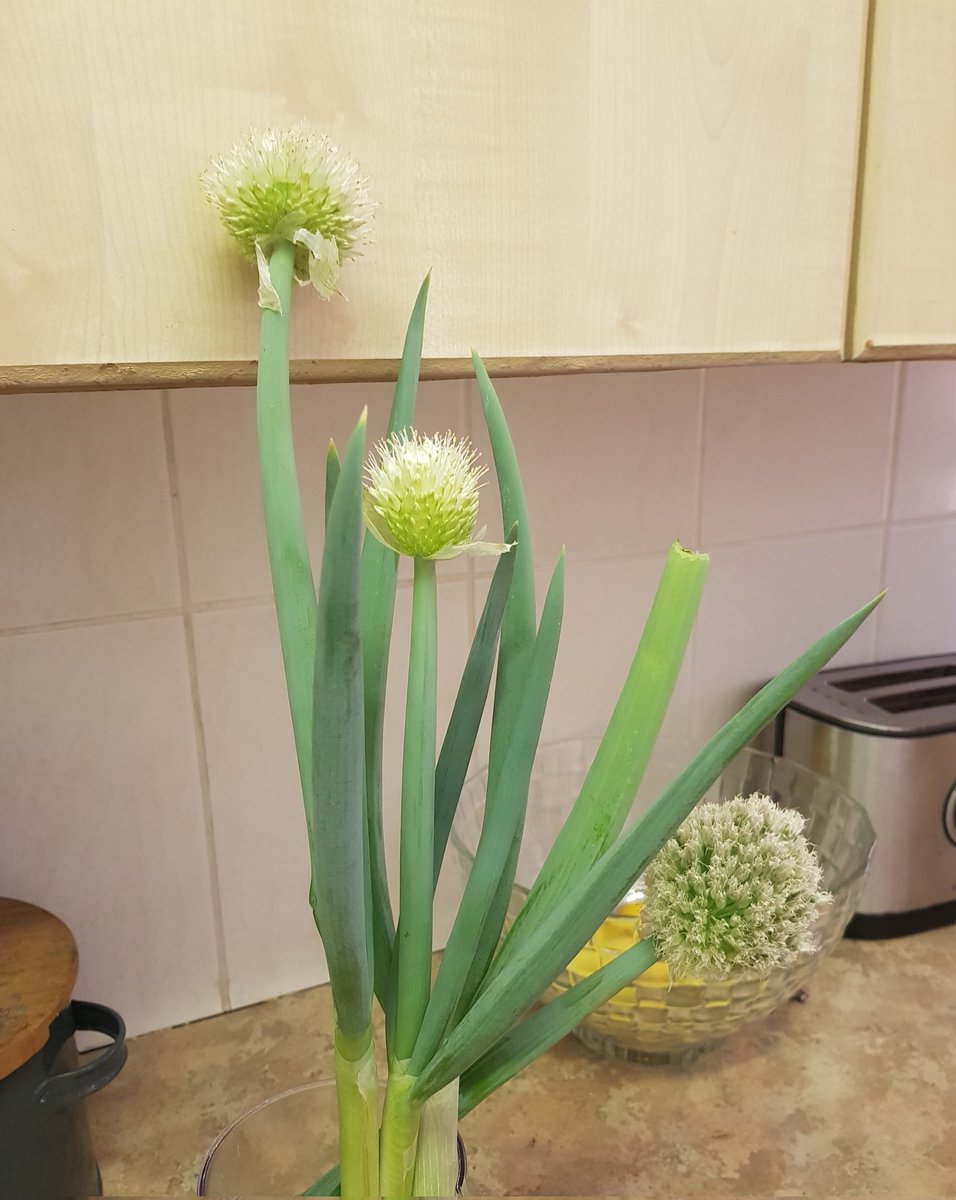 bongi1_n's tweet photo. Fresh from my small home garden... Welsh spring onion. Contains high levels of vitamins A and C and calcium along with compounds that promote heart health and may help prevent cancer, they may be the most nutritious onions according to veggie science. They smell and taste great. https://t.co/AdPNwtrSr6