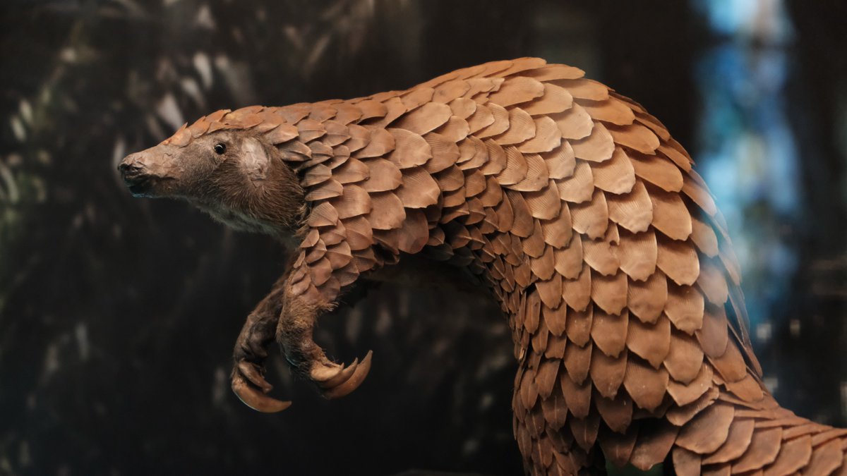 Today, take a minute to learn that the most trafficked animal on Earth is, sadly, the pangolin. It's mostly due to the use of its scales in traditional Chinese medicine, despite the lack of scientific evidence. Raise awareness to protect this very unique and wonderful creature 🙏