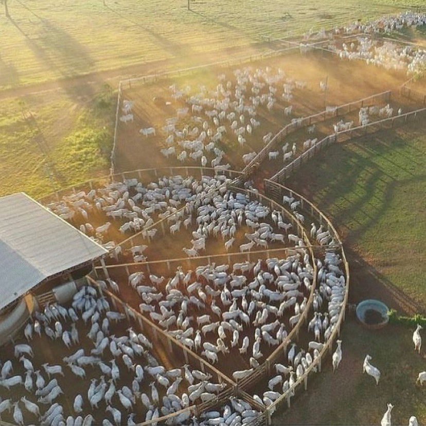 Deus se for da tua vontade, seu filho(a) está pronto🙏🏽🐮😻