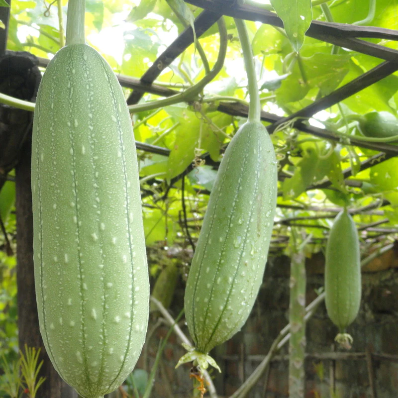 DustinGeels's tweet photo. @Cloudflooflizrd @Plipster Luffa aegyptiaca  otherwise known as a sponge gourd https://t.co/cWWuDCSpFt