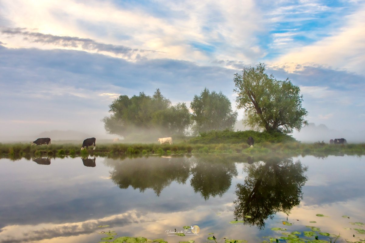 Veronica in the Fens 🧚🏼‍♀️ My Heart in Nature tweet media