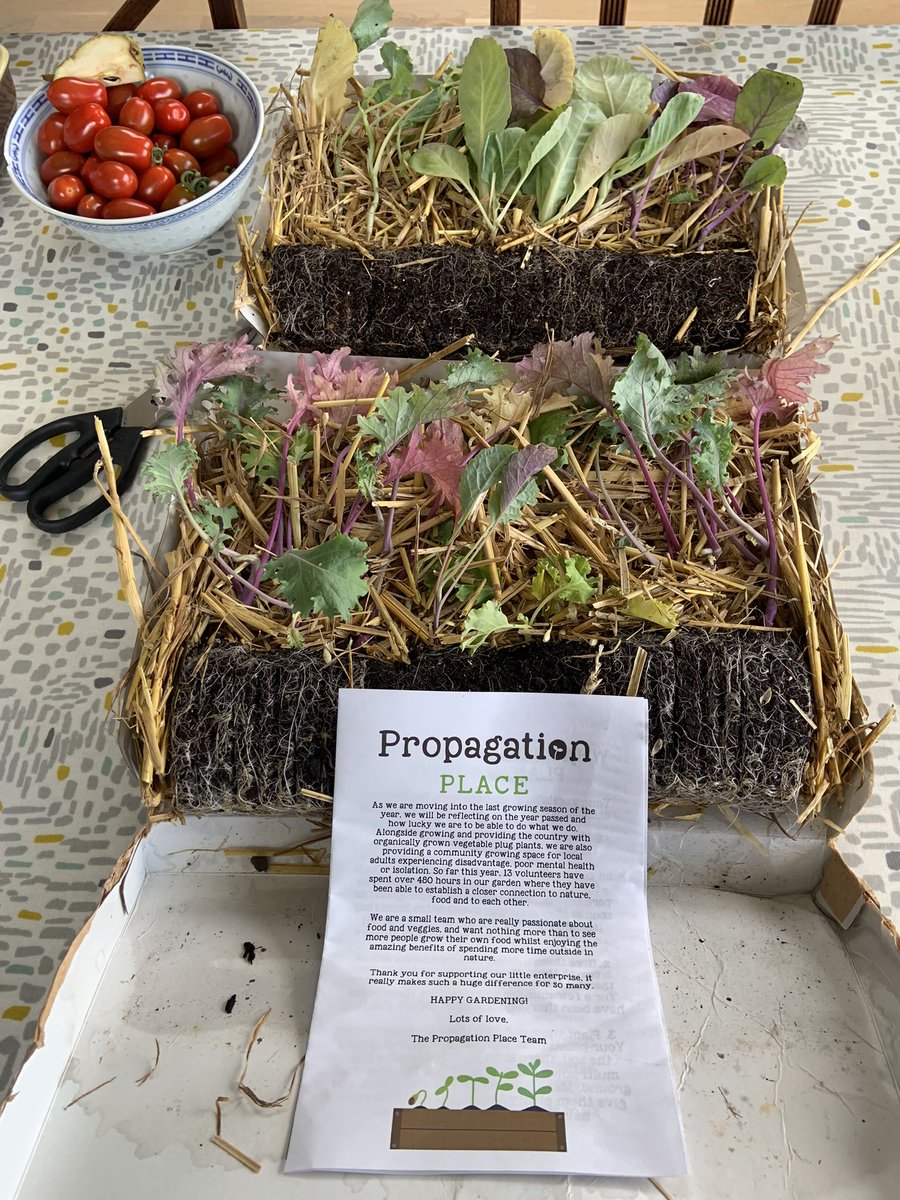 kateleehughes's tweet image. A new favourite discovery: socially minded @PropPlace Plug plants for my winter veg beds arrived in good condition &amp;amp; plastic-free packing.
