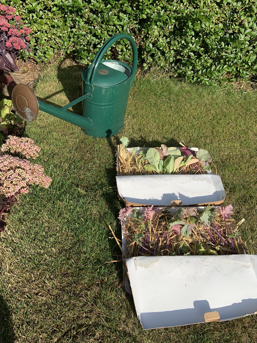 kateleehughes's tweet image. A new favourite discovery: socially minded @PropPlace Plug plants for my winter veg beds arrived in good condition &amp;amp; plastic-free packing.