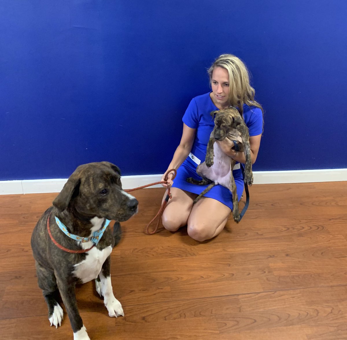 Providence_AC's tweet photo. One of our favorite #LaborDayWeekend adoptions: sole parvovirus survivor #ACCTtoPAC gal Dauphin, who gets a big brother who looks just like her 😍! https://t.co/HaYj53eXX8