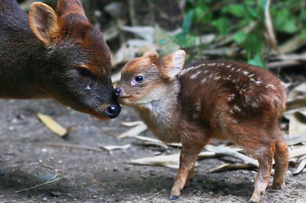 DefendamsChiloe's tweet photo. #SalvemosAlPuduChilote 
Una campaña que nos necesita a tod@s .
Esta maravillosa especie habita aún en nuestros bosques .
👉🏻Control de perros y precaución al conducir .
! Gracias !
@CECPAN @Chiloesilvestre @faunanimo @realroberttson @pamela_poo https://t.co/CgETx9QN3z