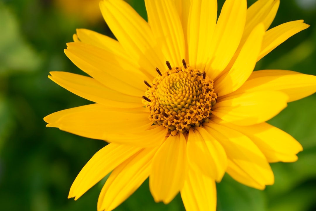 North_ATL_Life's tweet photo. Celebrating 54 Years of the Yellow Daisy Festival at Stone Mountain Park Sept. 8-11.
From a small arts &amp; crafts show to a now four-day event, the Yellow Daisy Festival is a big show with a small-town feel. Enjoy fantastic shopping, great food and more!

https://t.co/h17KgdVgX3 https://t.co/xfHkzYdmNG