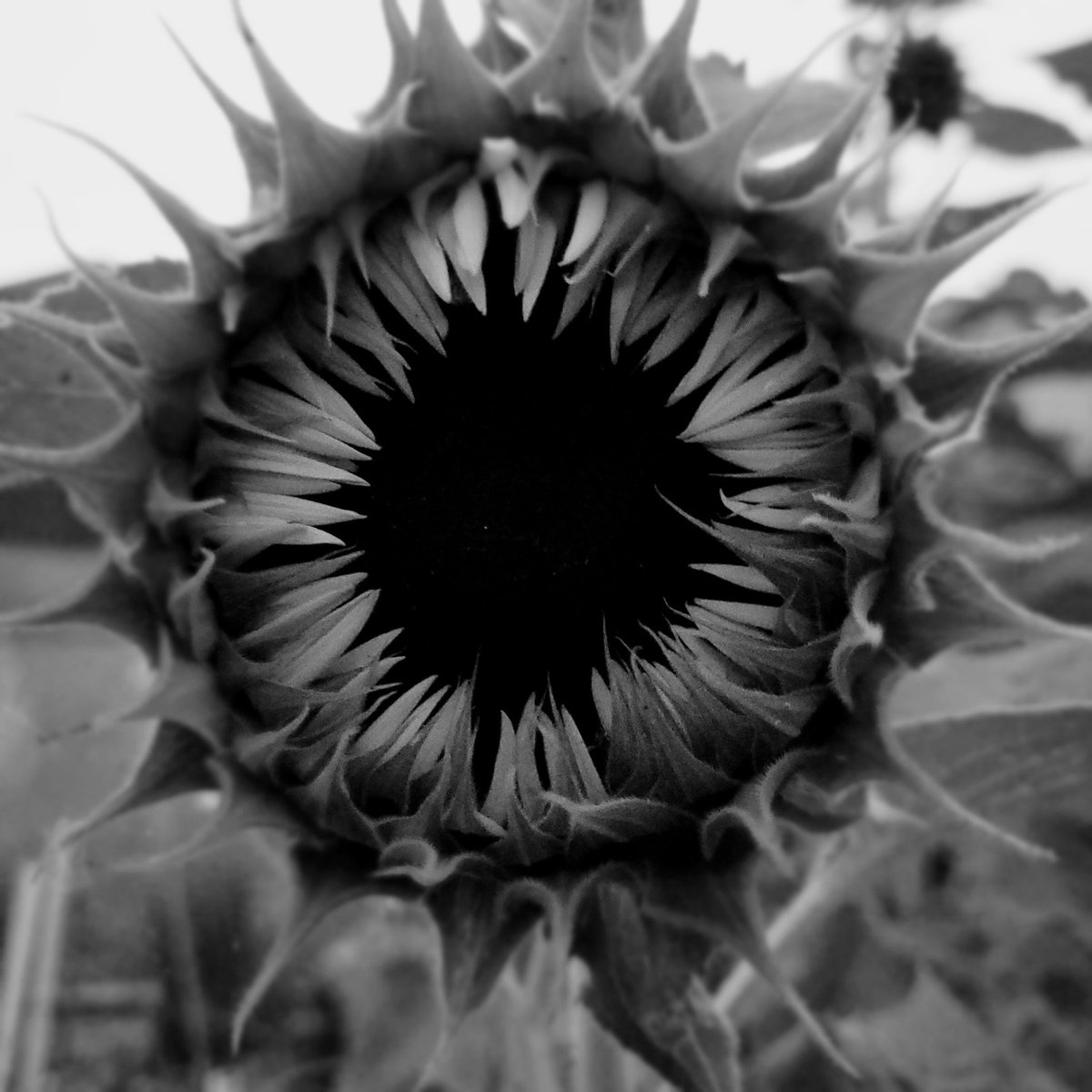 CrystalDentman's tweet photo. Before sunflowers turn good they start as evil. 
#EvilFlower https://t.co/367wbZTYtA
