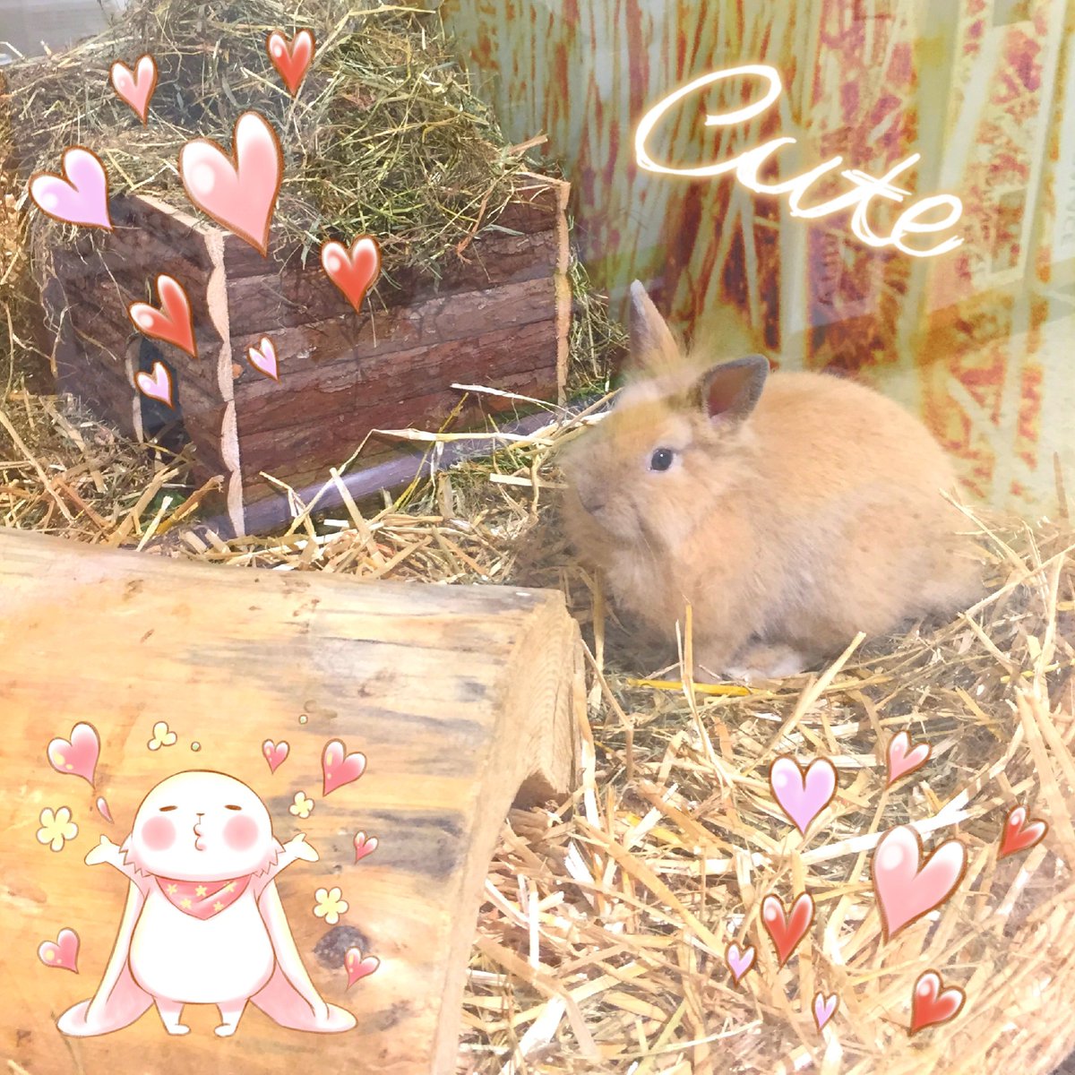YuYu_TV01's tweet photo. I met this cute thing at a pet store. It's so fluffy ๐
#Germany #schwerin #mvistwow #summer #rabbit #rabbits #hasen #kaninchen #cuterabbit #fluffyrabbit #fluffy #kawaii #cutie #cute #furfect #fur #ๅค #natsu #ใใใ
#usagi #ใตใใตใ #fuwafuwa
#์ฌ๋ฆ #yeoleum #ํ ๋ผ๋ค #tokkideul https://t.co/kbxSAjMlr6