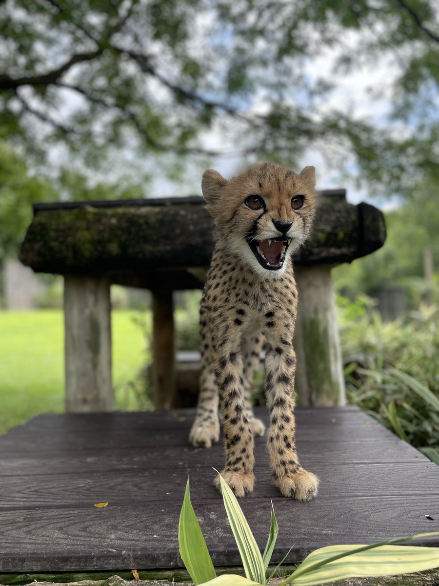 CincinnatiZoo tweet picture