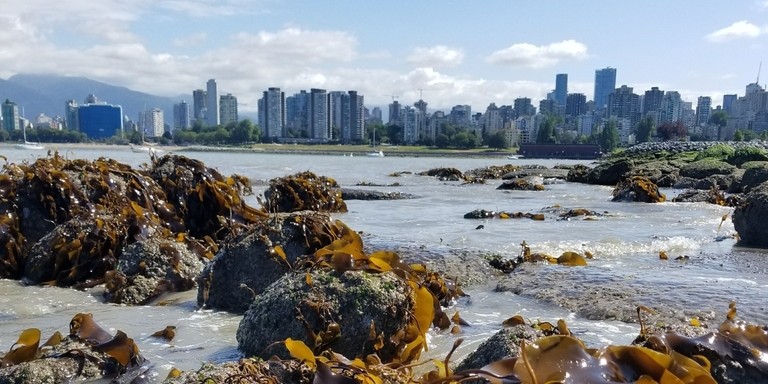 Visit <a href="/HakaiInstitute/">Hakai Institute</a> and @false_creek at the False Creek Bioblitz today around Granville island!

Learn more: falsecreekfriends.org/participate-in… #FCBioBlitz

📷: Heather805 via <a href="/inaturalist/">iNaturalist</a>
