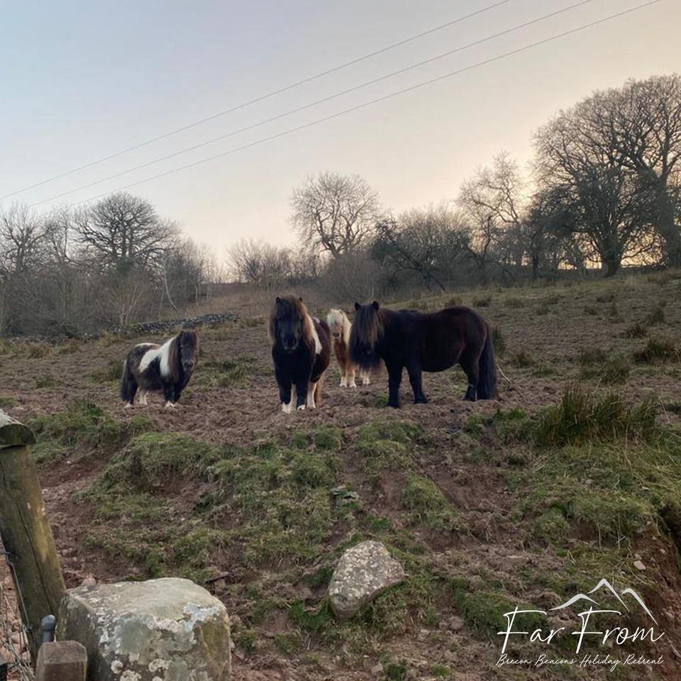FarFromBrecon's tweet photo. Our mornings together are my favourite 💚
#farfromholidayretreat #hottublodge #rescueanimals #animalsanctuary #farmanimals #thereasonbehind #lovewhatwedo #meettheanimals #meetthefamily #loveouranimals #visitwales #cymru #cardiff #pembrokeshire #breconbeacons #glamping https://t.co/rsJbrcHyId