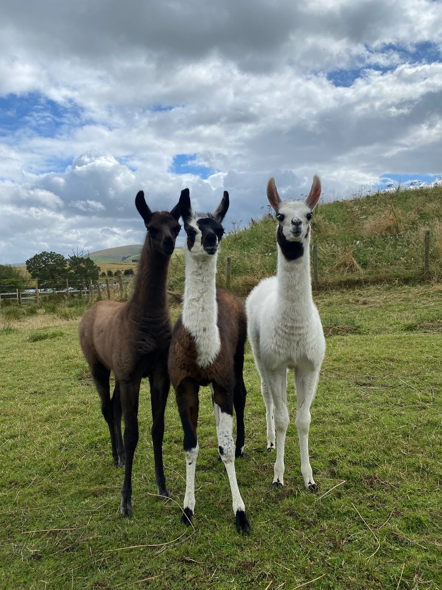 All for one and one for all! ⚔️  #TheThreeLlamateers #sorrynotsorry #llamas