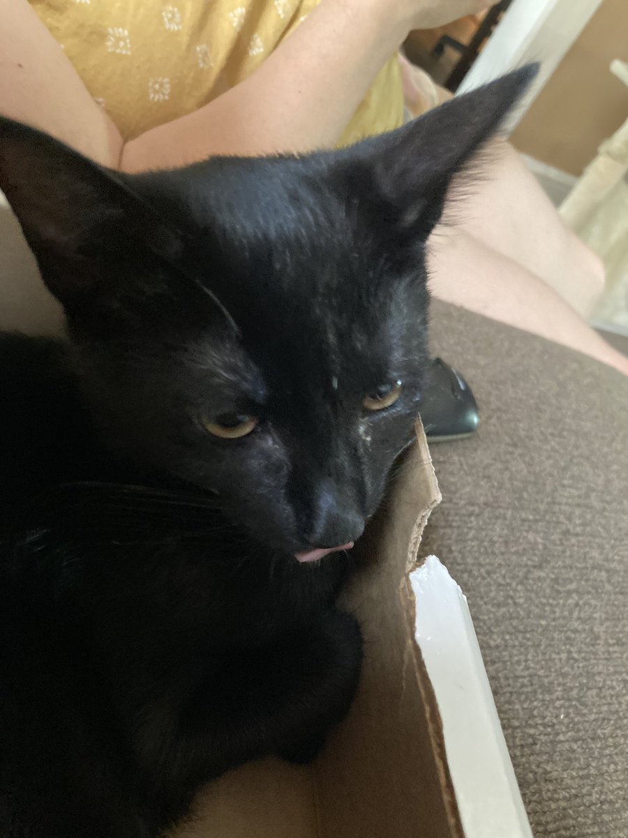 meadowweadow's tweet photo. Humans got a new pet, this is Shadow. At first I found him annoying, but maybe he's not so bad #cats #CatsofTwittter https://t.co/RlcYnmKuHp