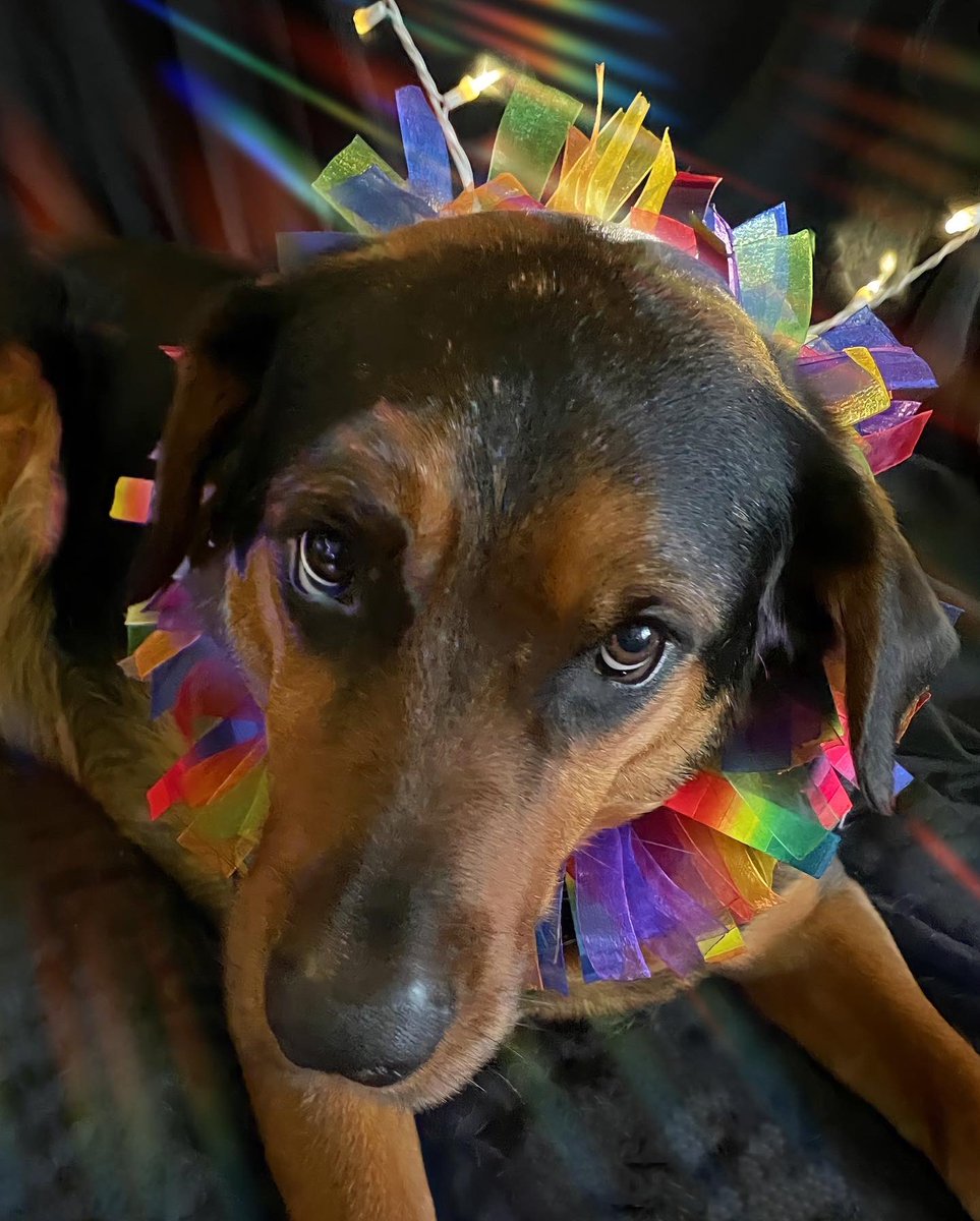 sarahanunn's tweet photo. This weekend was #DuluthSuperiorPride2022 & my granddog Tucker is showing his support!
π³οΈβπ
#Pride #Pride2022 #MoreLoveNoHate #GiantDog #AdventuresInDogsitting #RescueDog #DogsofTwittter #DogsOnTwitter https://t.co/at7rFP7QoV