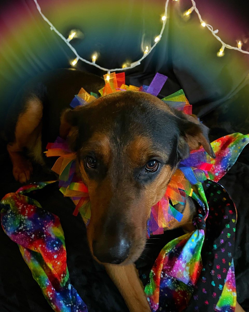 sarahanunn's tweet photo. This weekend was #DuluthSuperiorPride2022 & my granddog Tucker is showing his support!
π³οΈβπ
#Pride #Pride2022 #MoreLoveNoHate #GiantDog #AdventuresInDogsitting #RescueDog #DogsofTwittter #DogsOnTwitter https://t.co/at7rFP7QoV