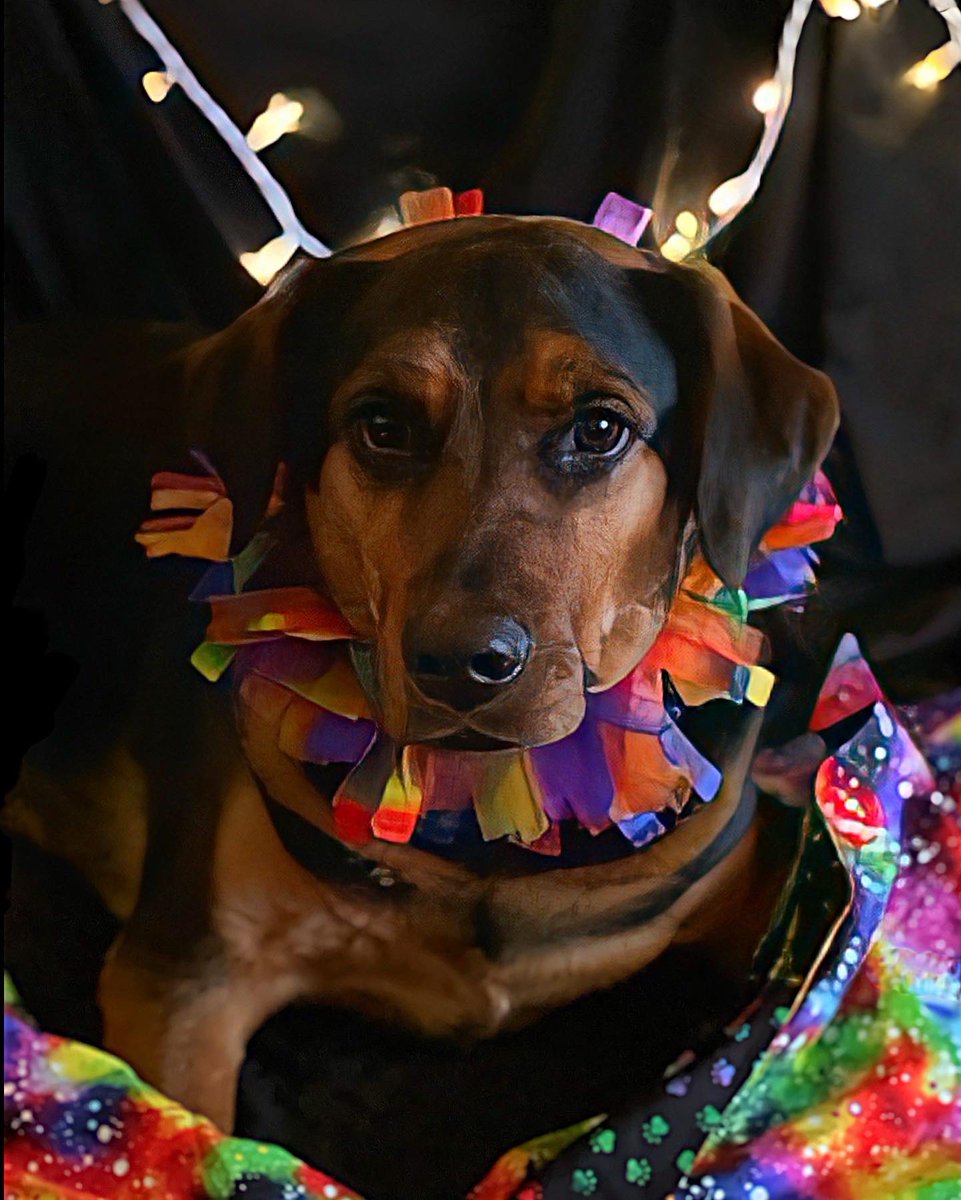 sarahanunn's tweet photo. This weekend was #DuluthSuperiorPride2022 & my granddog Tucker is showing his support!
π³οΈβπ
#Pride #Pride2022 #MoreLoveNoHate #GiantDog #AdventuresInDogsitting #RescueDog #DogsofTwittter #DogsOnTwitter https://t.co/at7rFP7QoV