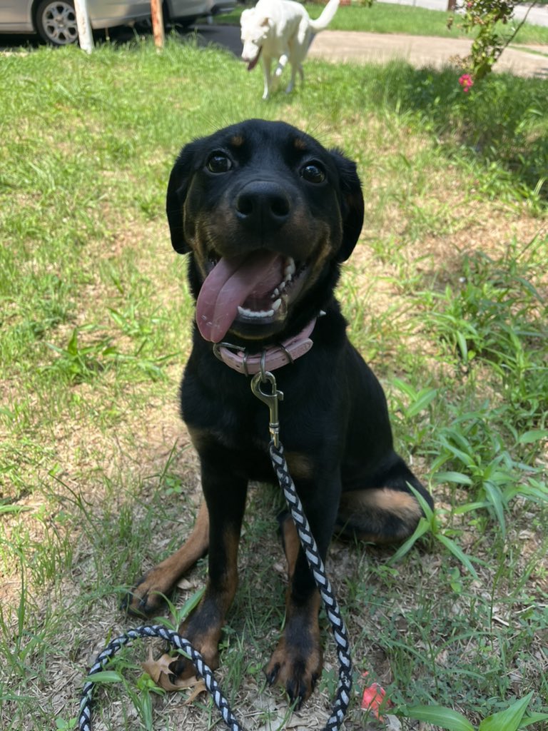 LesbianGoku tweet media