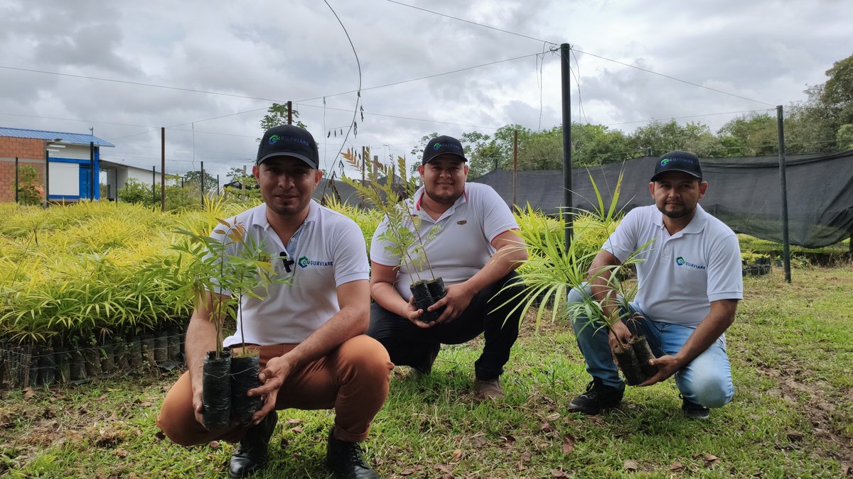 manguareco's tweet photo. Jóvenes de #Guaviare ponen al servicio de la comunidad planta de transformación de productos maderables y no maderables del bosque, con apoyo de instituciones regionales y cooperación internacional. @USAID_Colombia #AmazoniaMia #moriche #Biodiversidad @elespectador https://t.co/2iivNmZznG