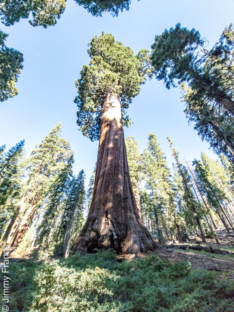 Jimmy_Grey_FR's tweet photo. Etape 4 #sequoiapark .. en vrai c'est pas grand... c'est gigantesque !! https://t.co/pbtewMNJah