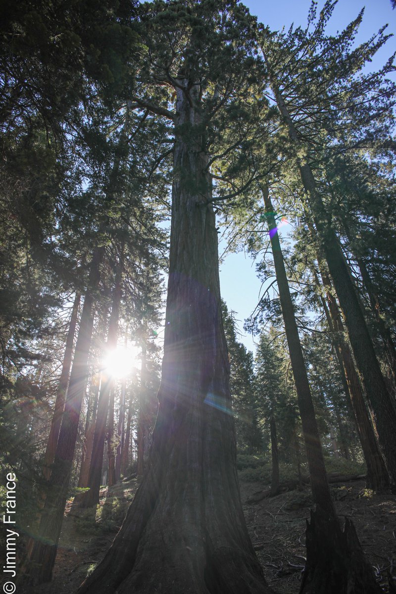 Jimmy_Grey_FR's tweet photo. Etape 4 #sequoiapark .. en vrai c'est pas grand... c'est gigantesque !! https://t.co/pbtewMNJah