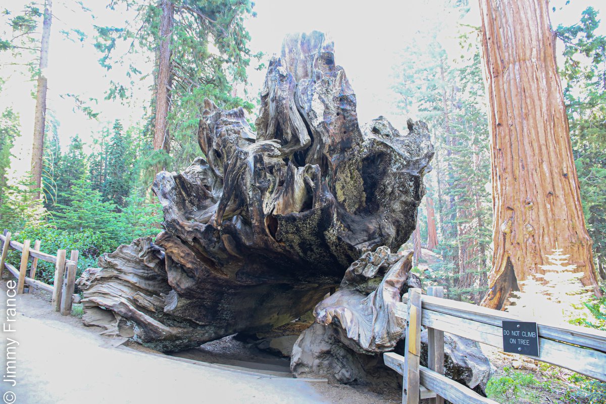 Jimmy_Grey_FR's tweet photo. Etape 4 #sequoiapark .. en vrai c'est pas grand... c'est gigantesque !! https://t.co/pbtewMNJah