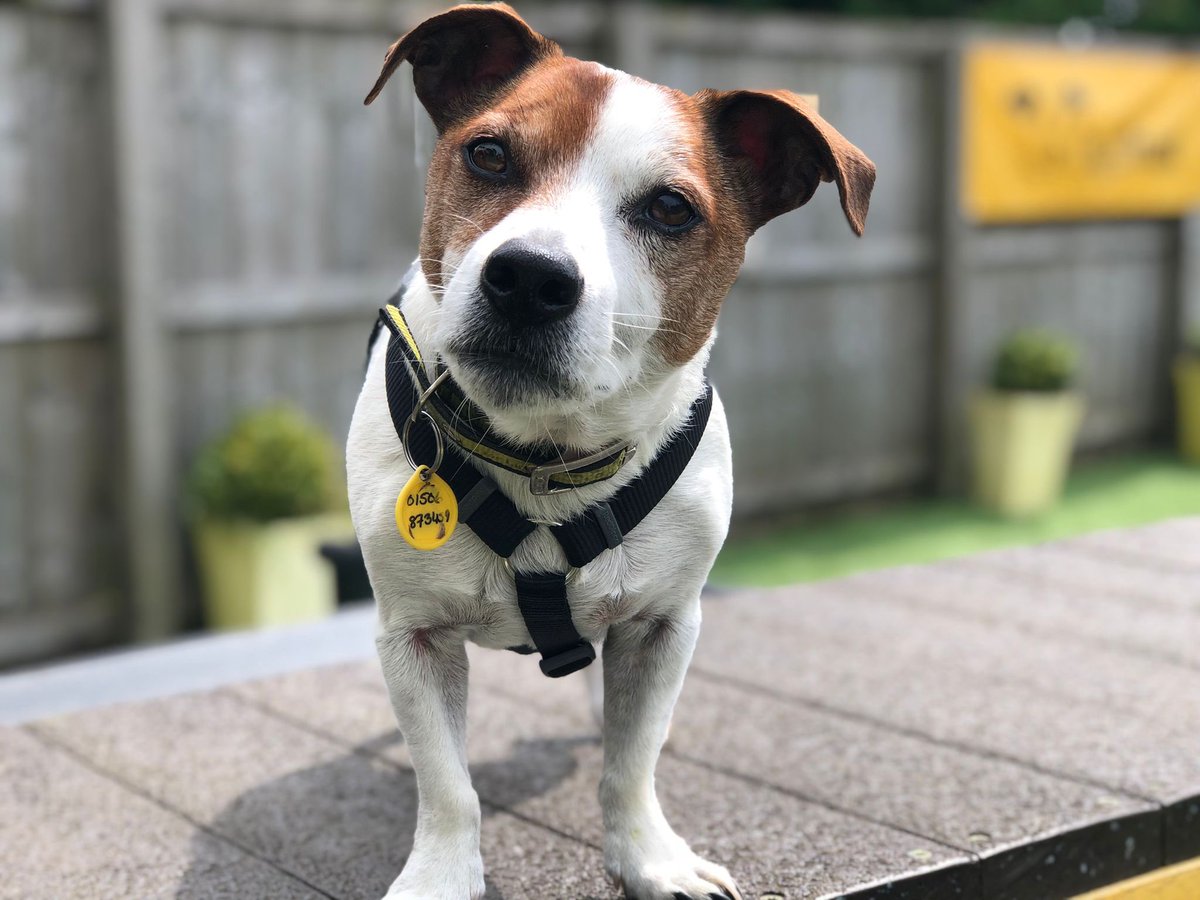 AdoptionsUk's tweet photo. URGENT REQUEST FOR FOSTER HOMES FOR DOGS
#ENGLAND #SCTOLAND #WALES #NORTHERNIRELAND #UK
DETAILS or APPLY👇
https://t.co/44CP2Sh5r2…… #dogs https://t.co/W7VDFTpHHw