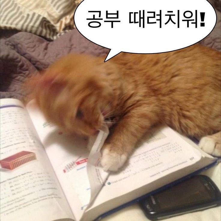교수님 미웡