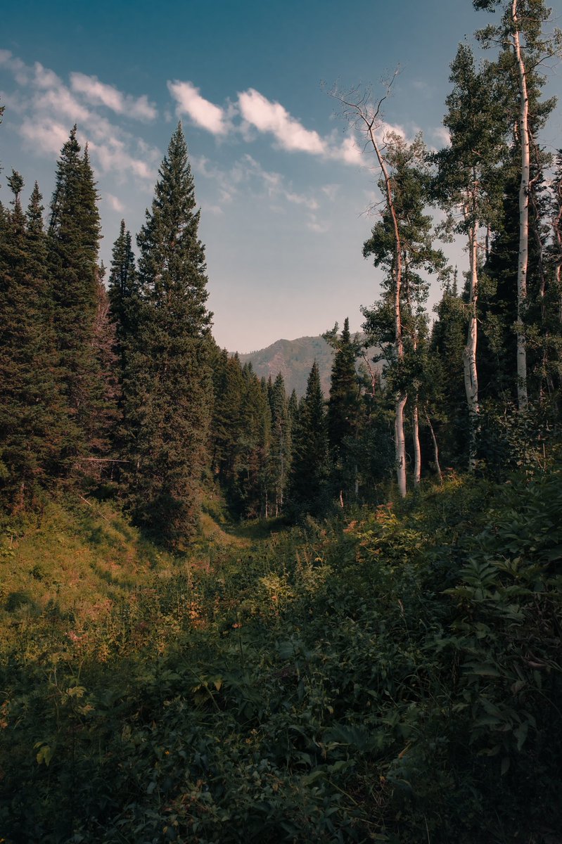 Gm from a summer memory