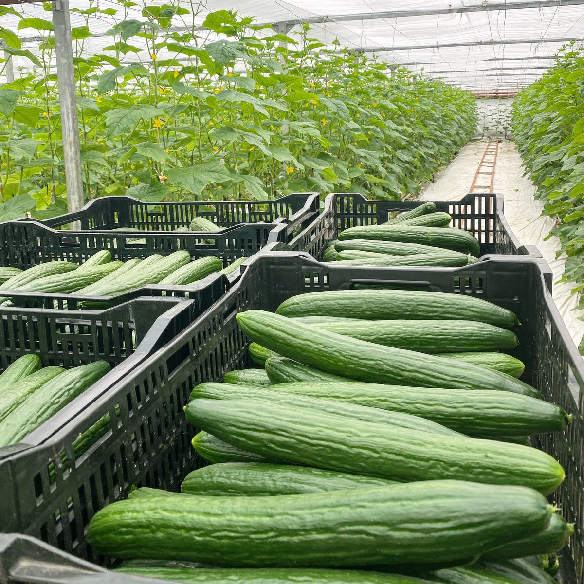 Harvesting our final crop has begun, 22 days after planting! #cucumber #horticulture #Welgro #irishcucumber #bestinseason #inseasoninseptember #salads #glasshouse #cea #agcredible